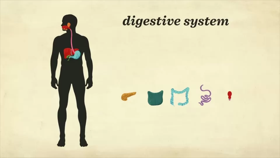 How the Digestive System Works, Step by Step