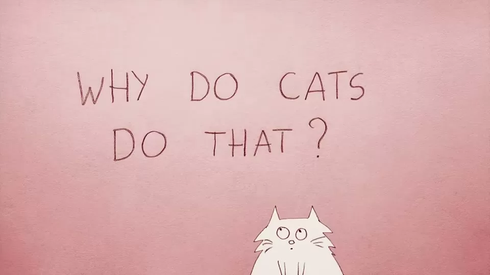 A cat moving through a playful sequence of pouncing, climbing, and exploring