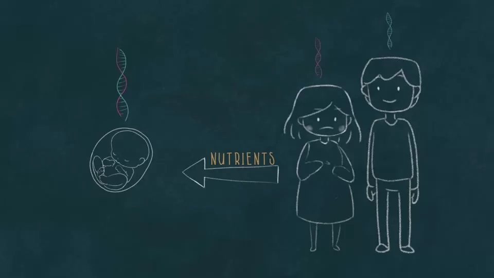 Diagram of the placenta connecting the fetus to the mother's blood supply