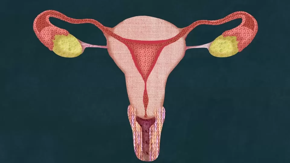 Uterine lining and embryo during implantation