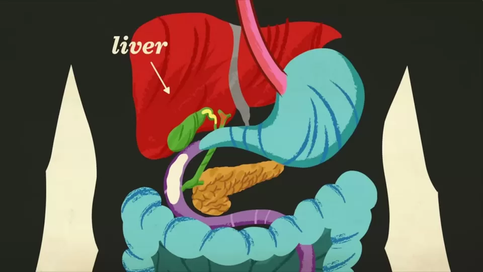 Digestive organs including the liver, gallbladder, and pancreas supporting digestion