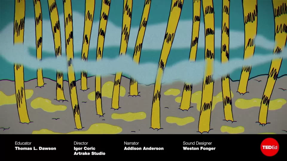Microscopic view of scalp microbes and skin barrier