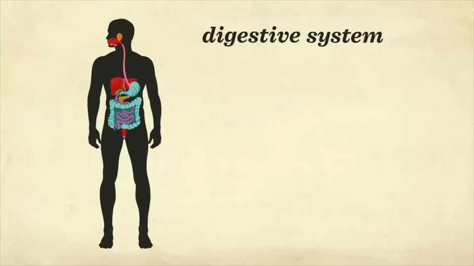 Large intestine and rectum moving waste toward elimination
